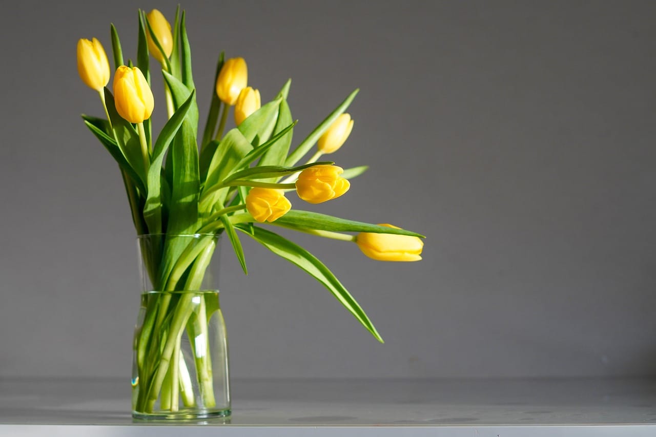 tulips, flowers, petals, blooms, beautiful flowers, spring, flora, colorful, flower background, plants, flower wallpaper, bouquet, field, garden, nature