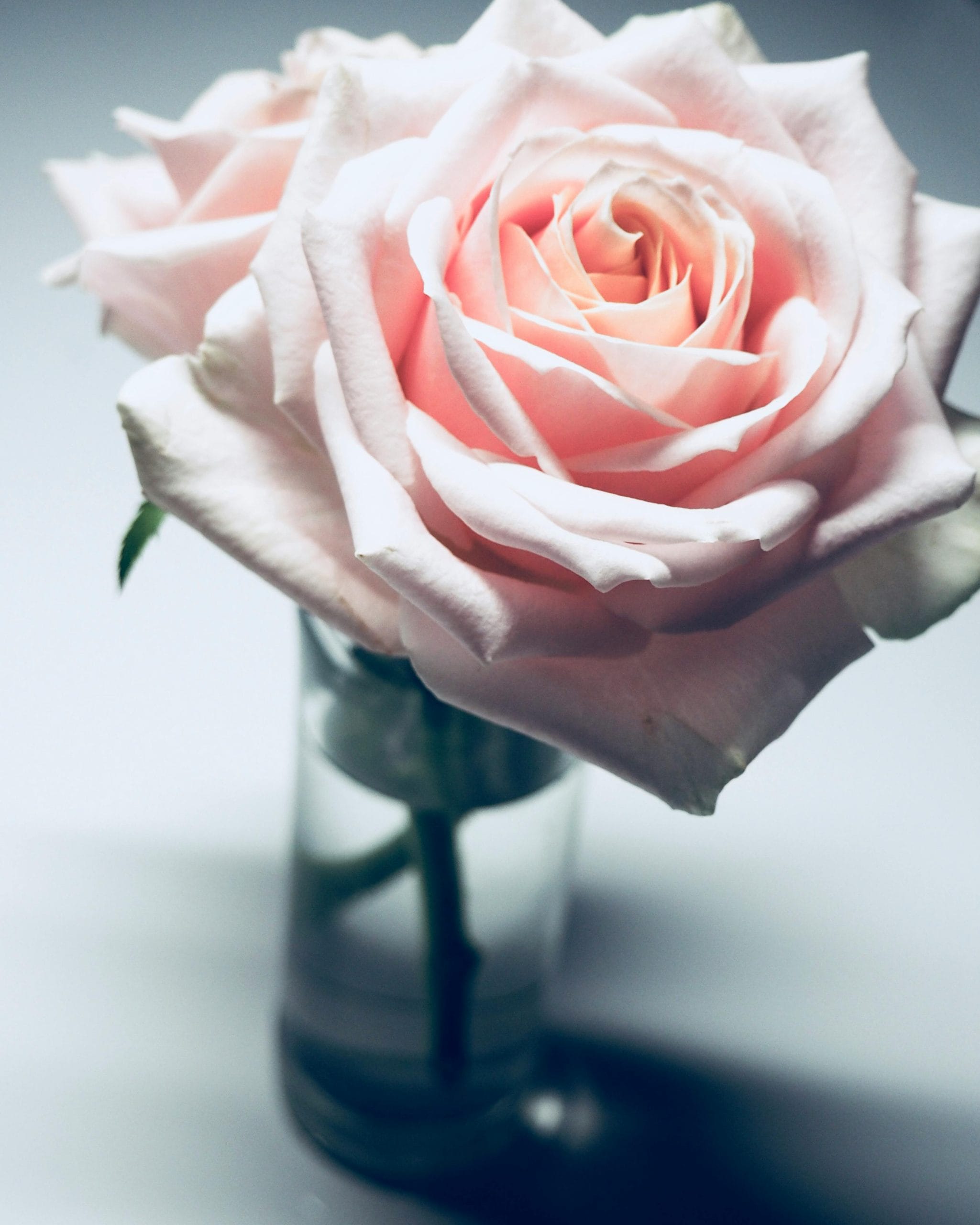 Delicate pink rose in a glass vase, highlighting its soft petals and romantic allure.